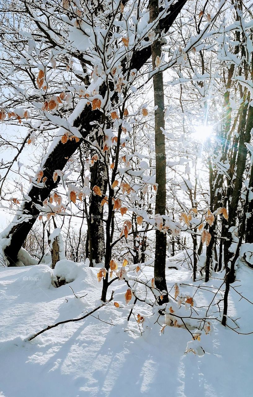an afternoon walk in the woods