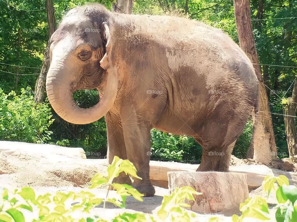 Beautiful elephant 