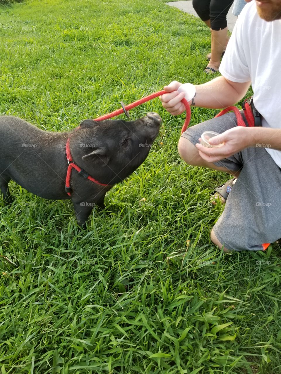 He walks his pig! A little piggy talking a walk.