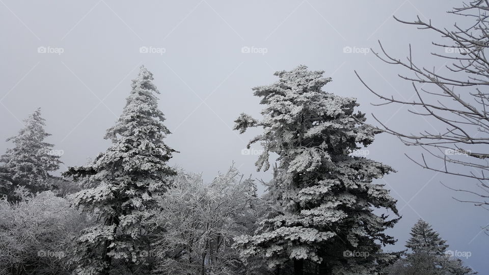 Early but already deep winter in the Great Smokeys. Snow weighing down the proud evergreens.