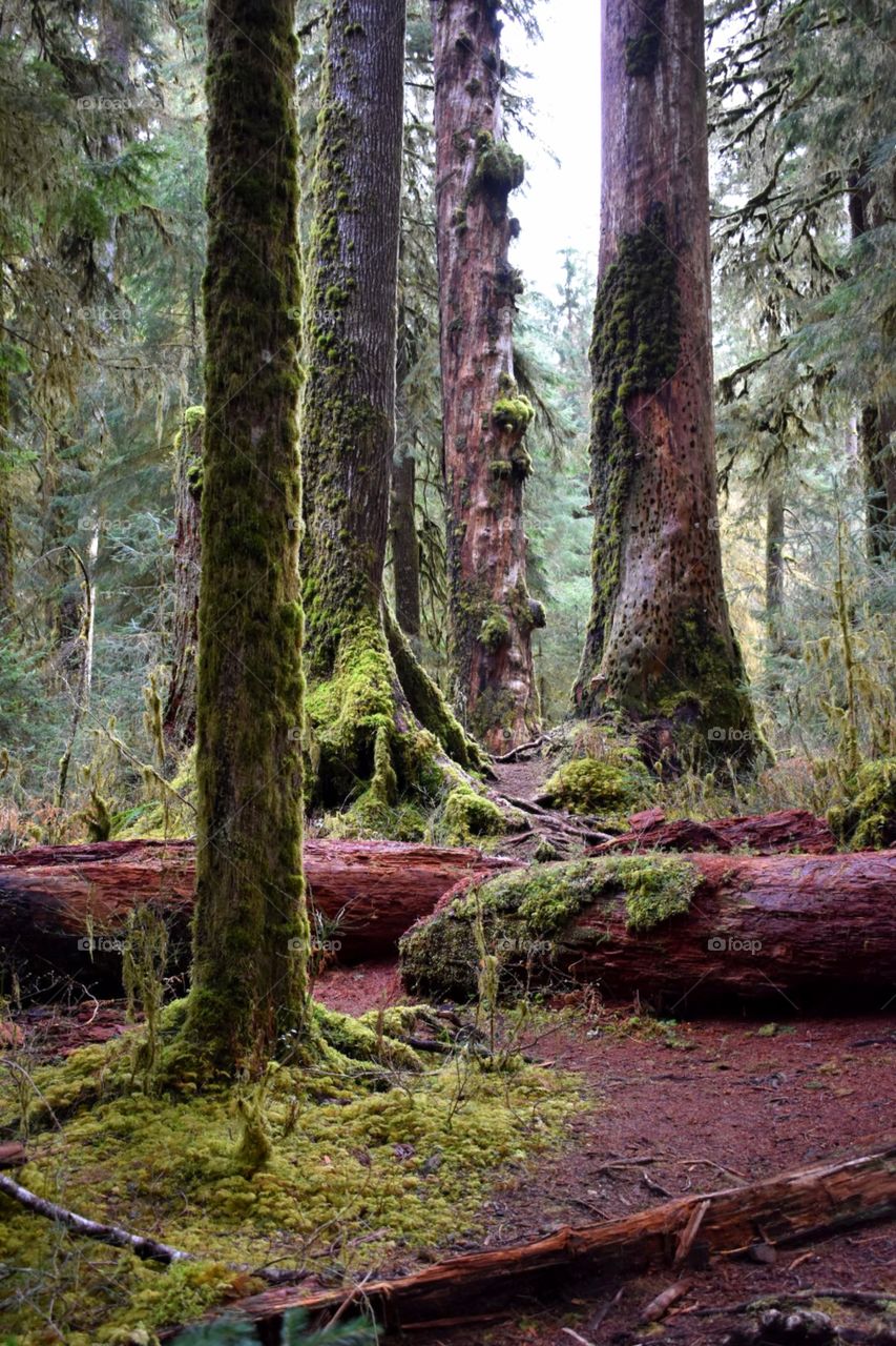 Old growth in the Hoh Rainforest.