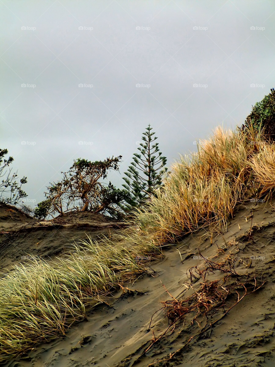 beach nature grass trees by wme