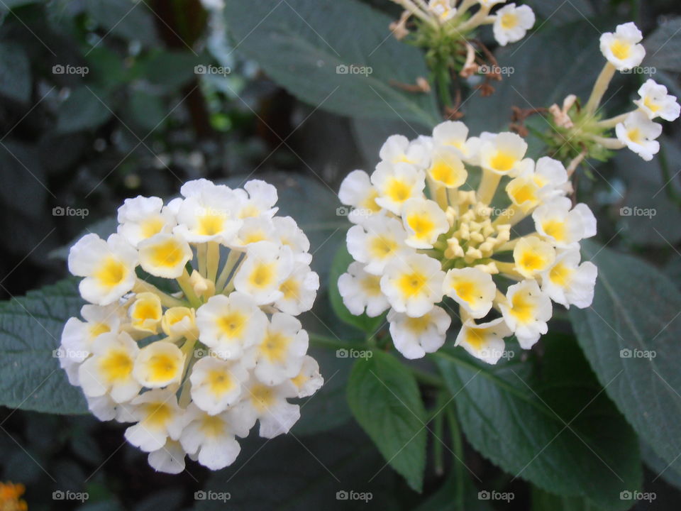 White And Yellow Flowers