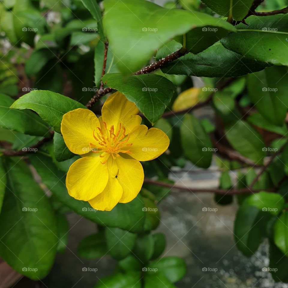 Portrait of a Plant