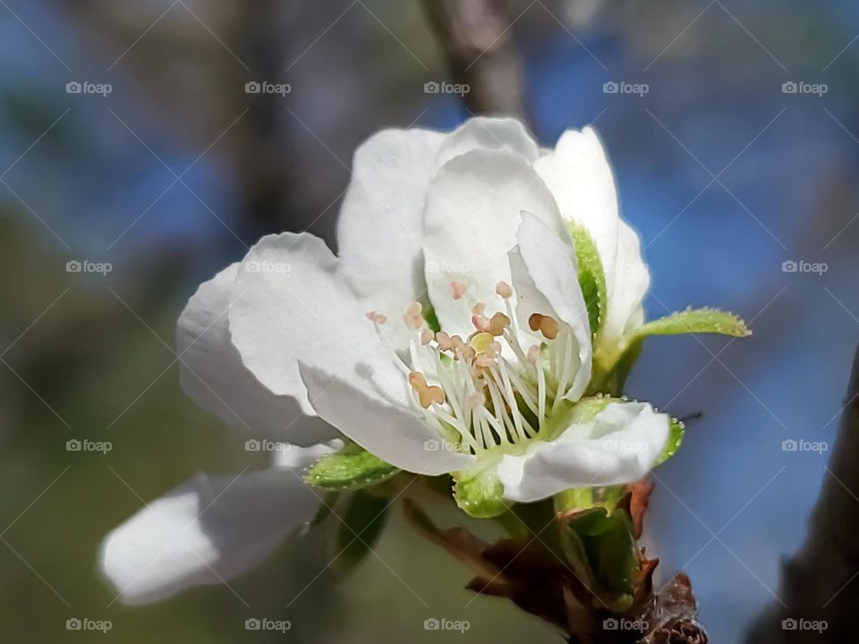 Close up of plum tree spring blooms.