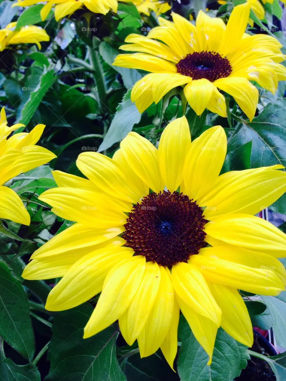 Sunflowers