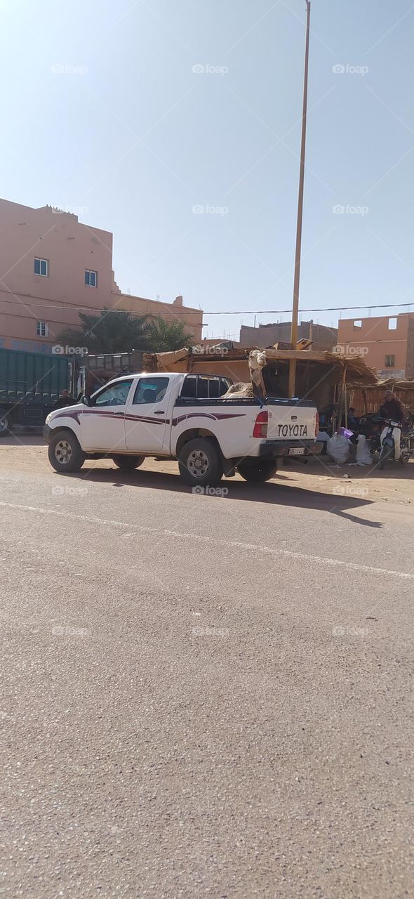 the camel on the car