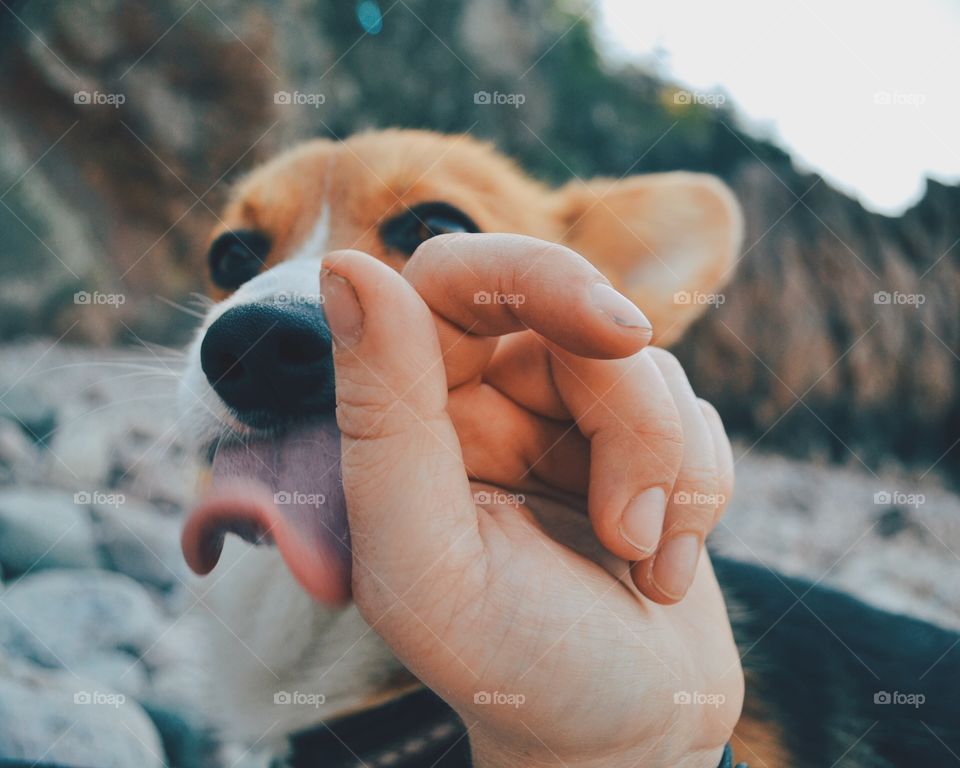 Dog licking a hand