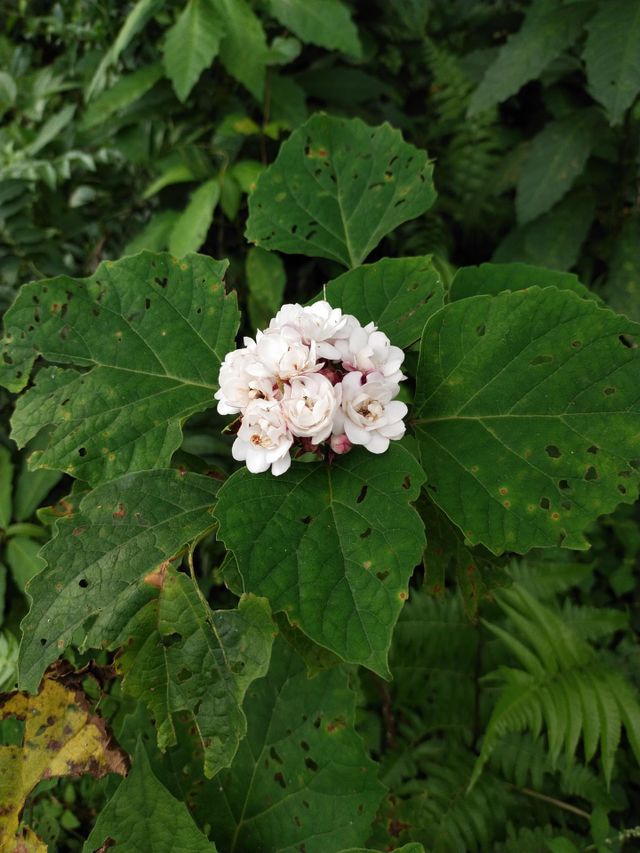 My flower. Padang Indonesia, West Sumatra, 11/07/2022