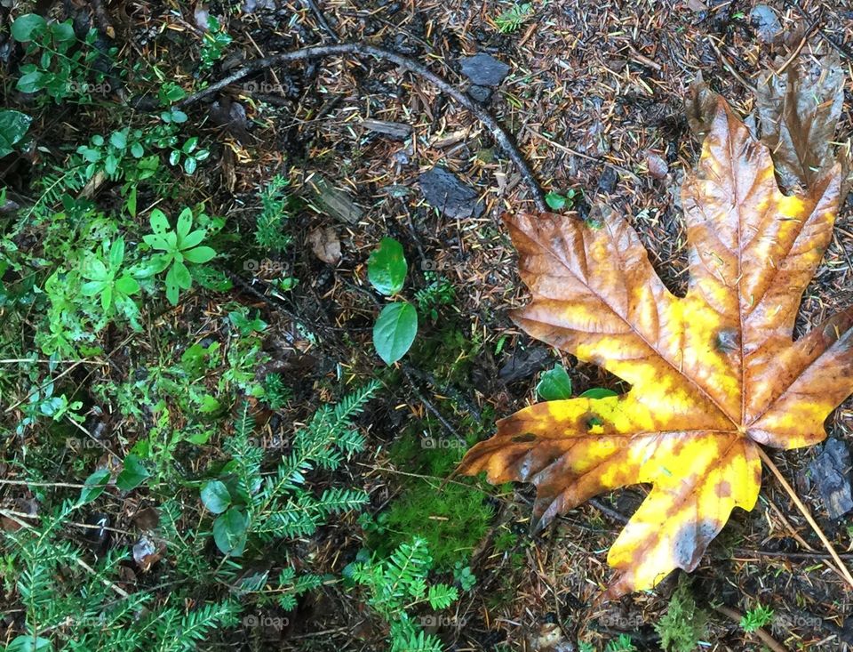 Wet forest floor