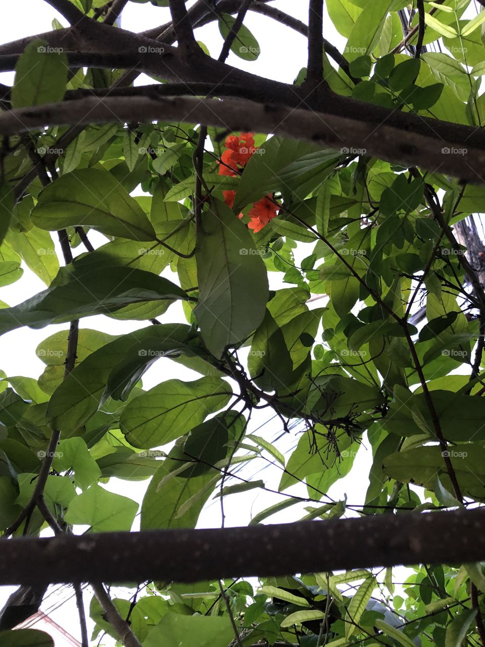 The signs of nature,my garden ( Countryside)