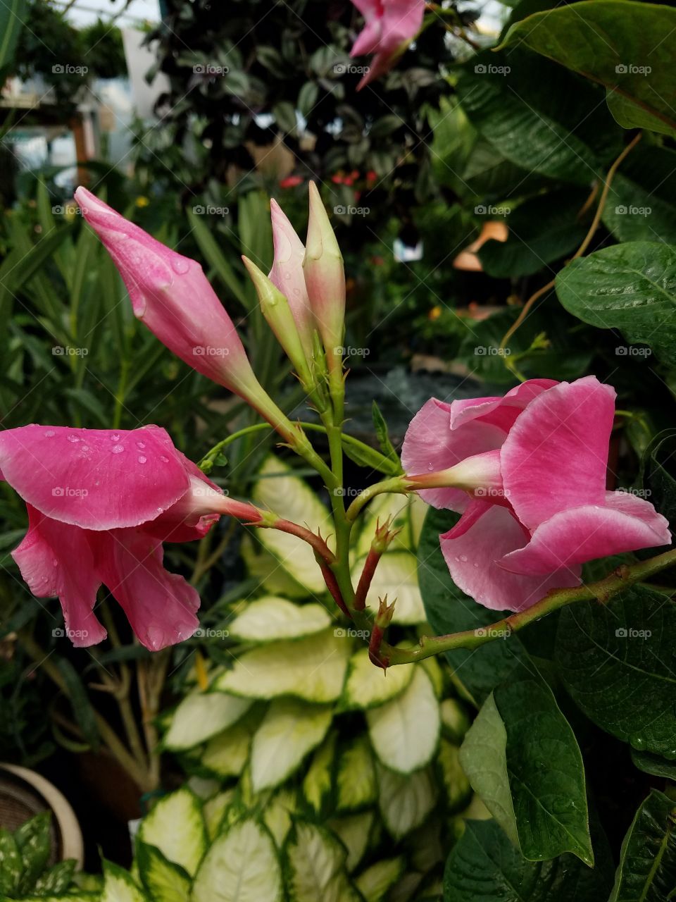 Mandevilla Passion in Pink