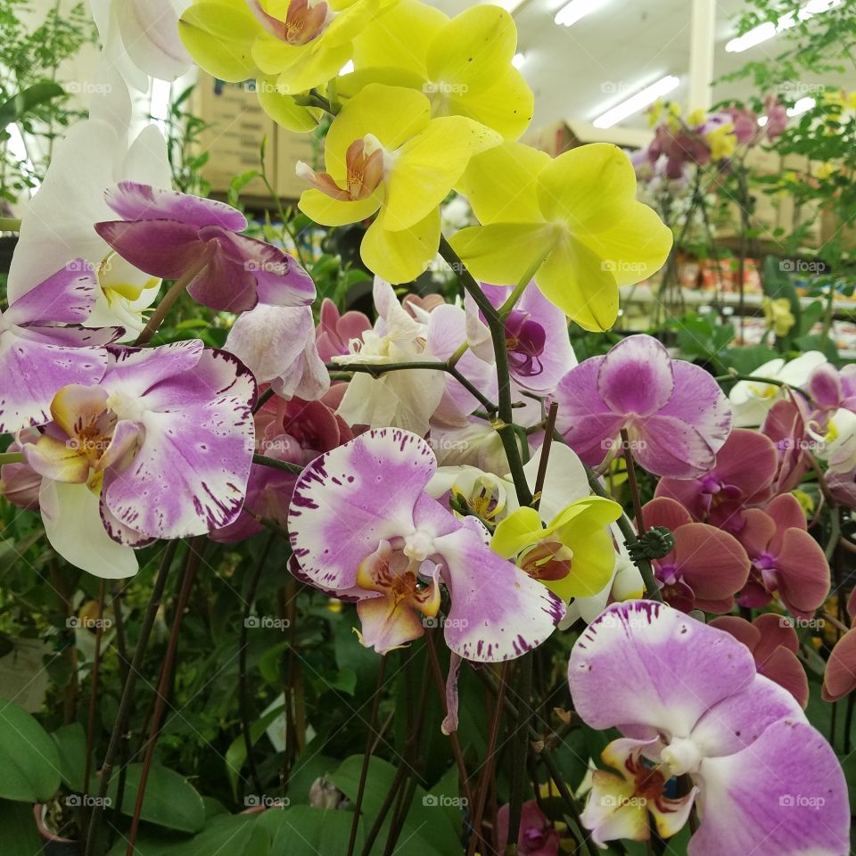 multi color orchids