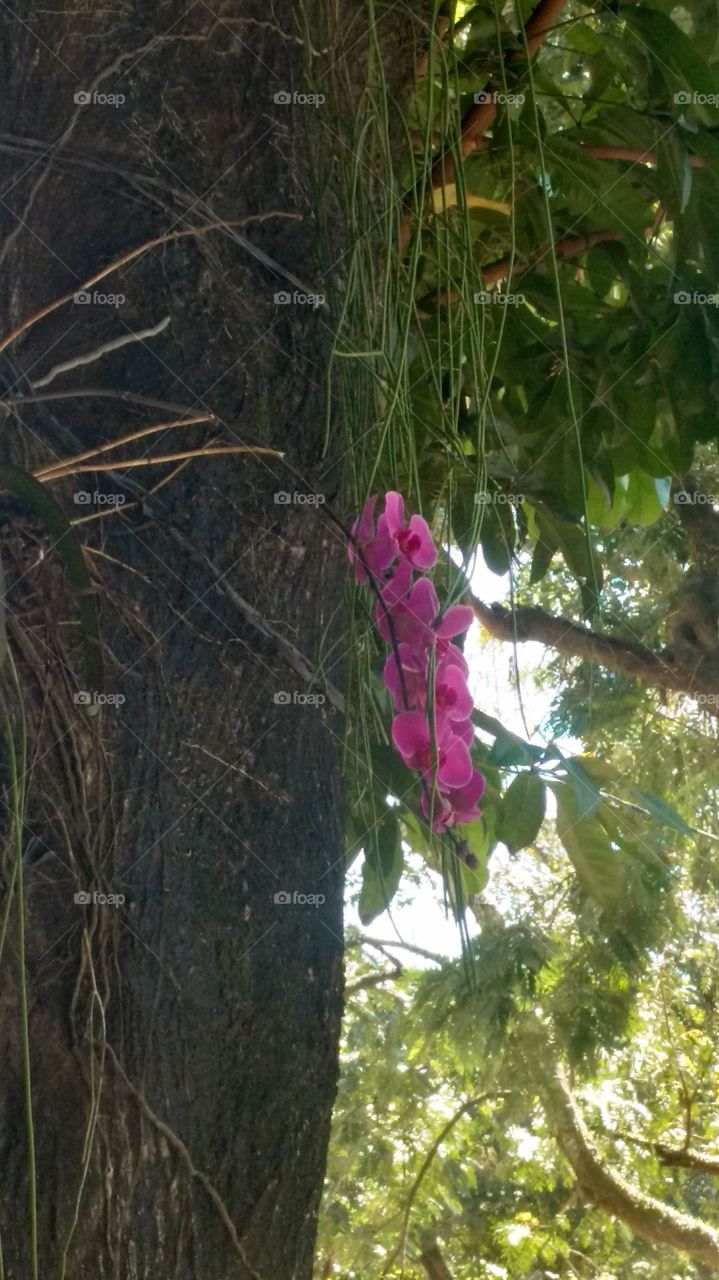The tree and the Pink Orchid