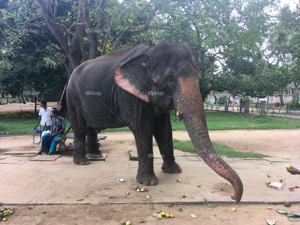 Elephant 