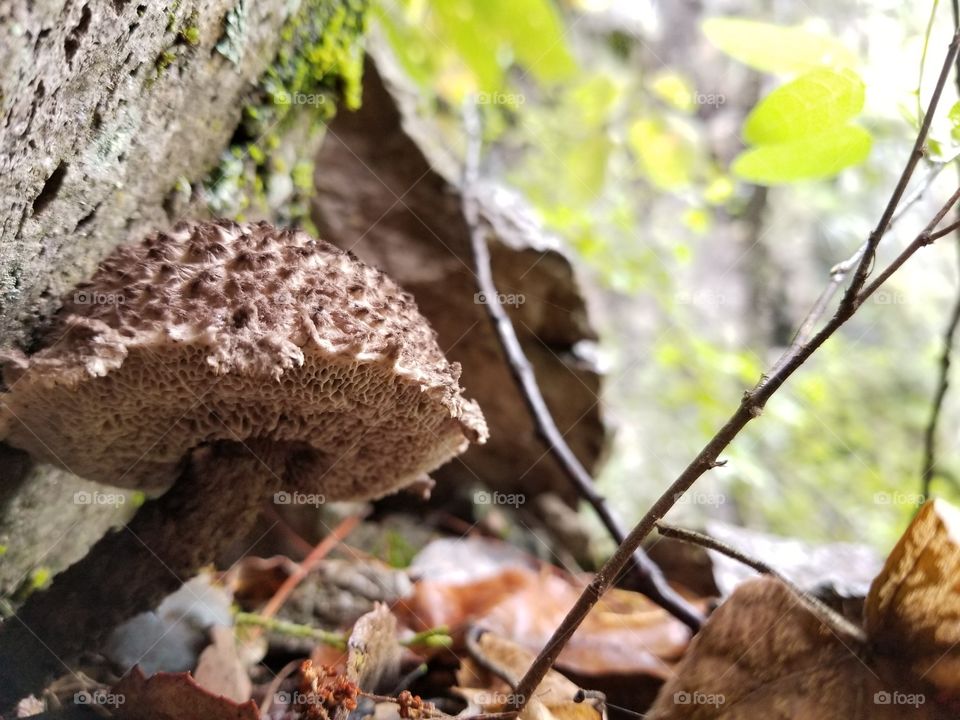 mushroom