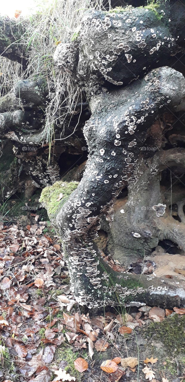 Fungus growing off a tree