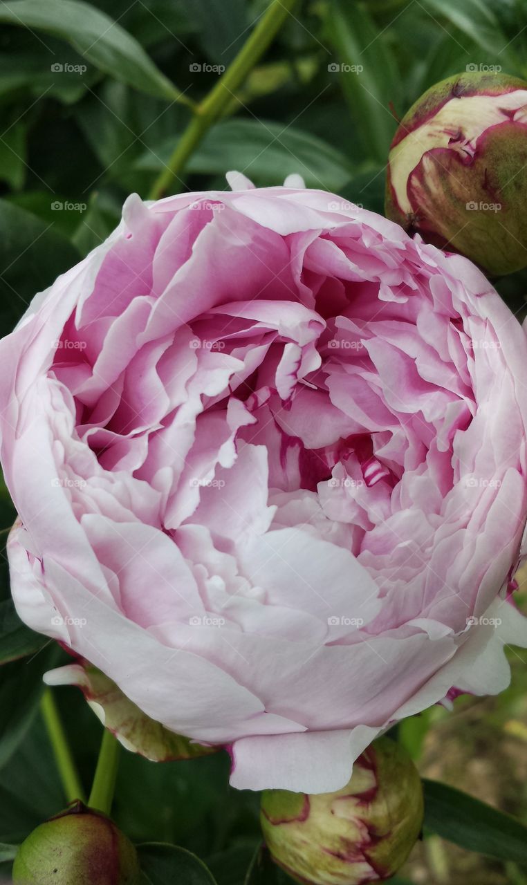 Close-up of pink flower