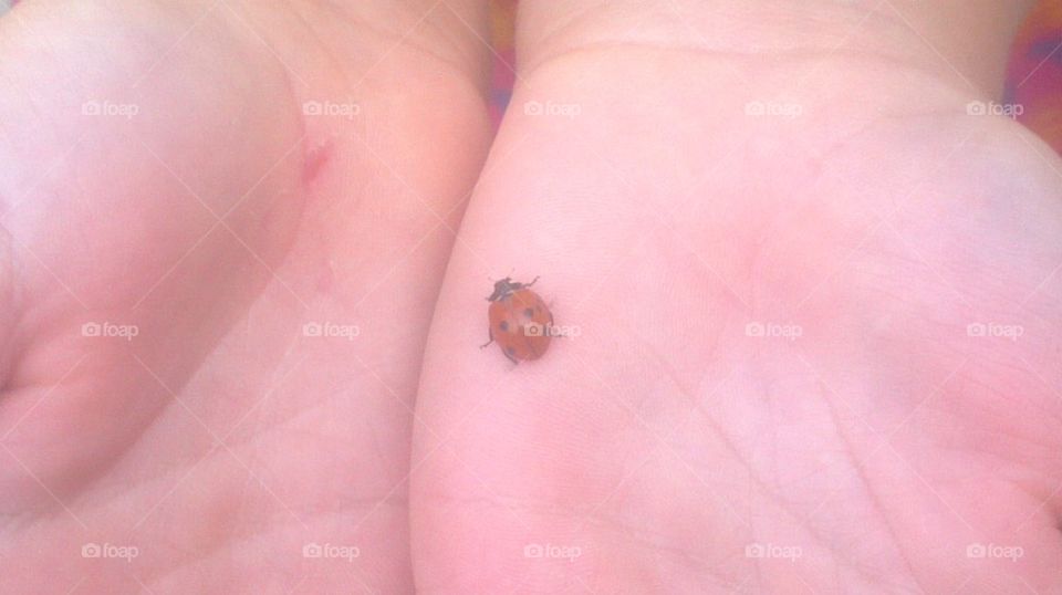 lady bug