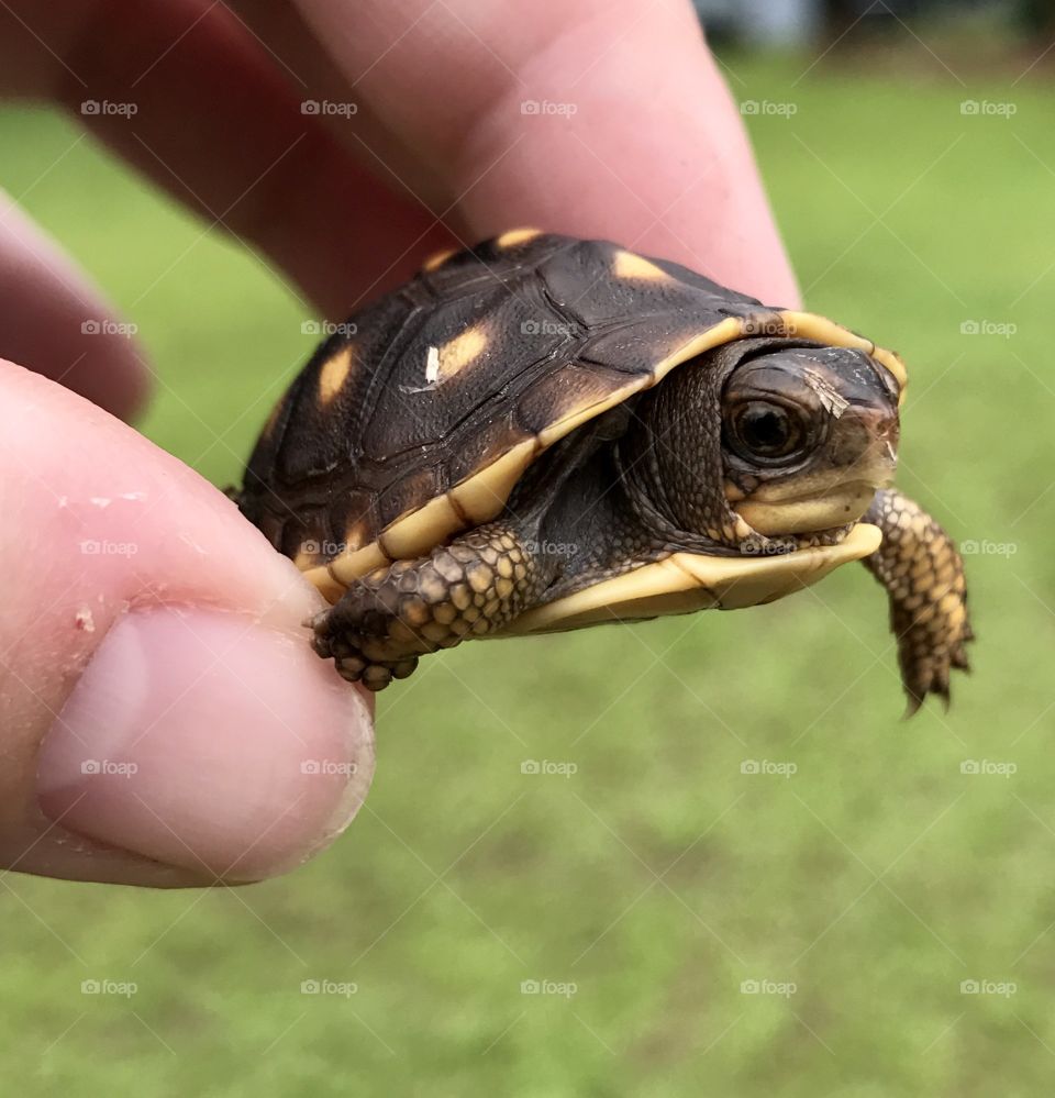 Baby Turtle 🐢 