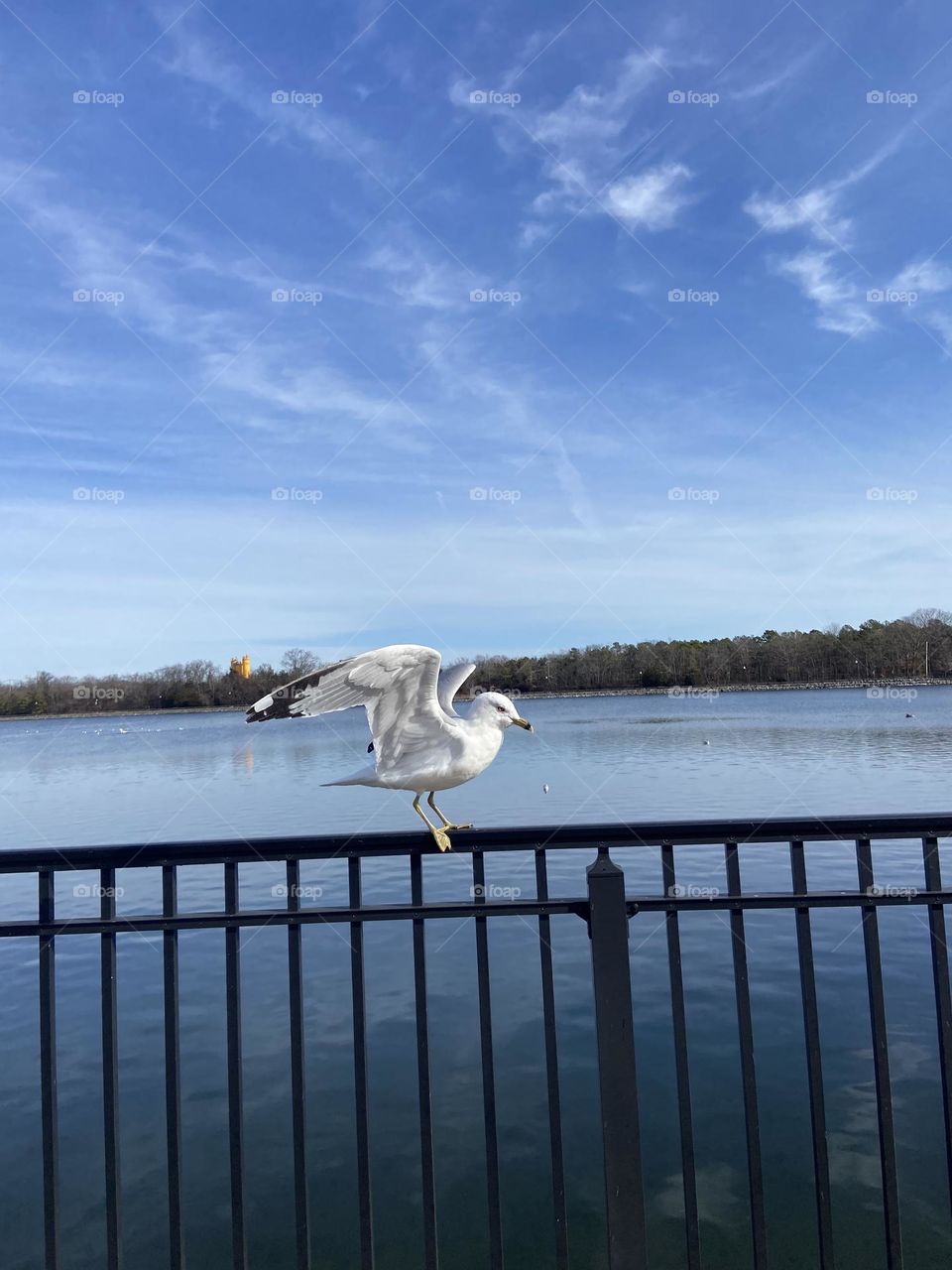 A seagull perched on a fence at a local reservoir and walking path. Its wings are spread out and ready for take-off. 