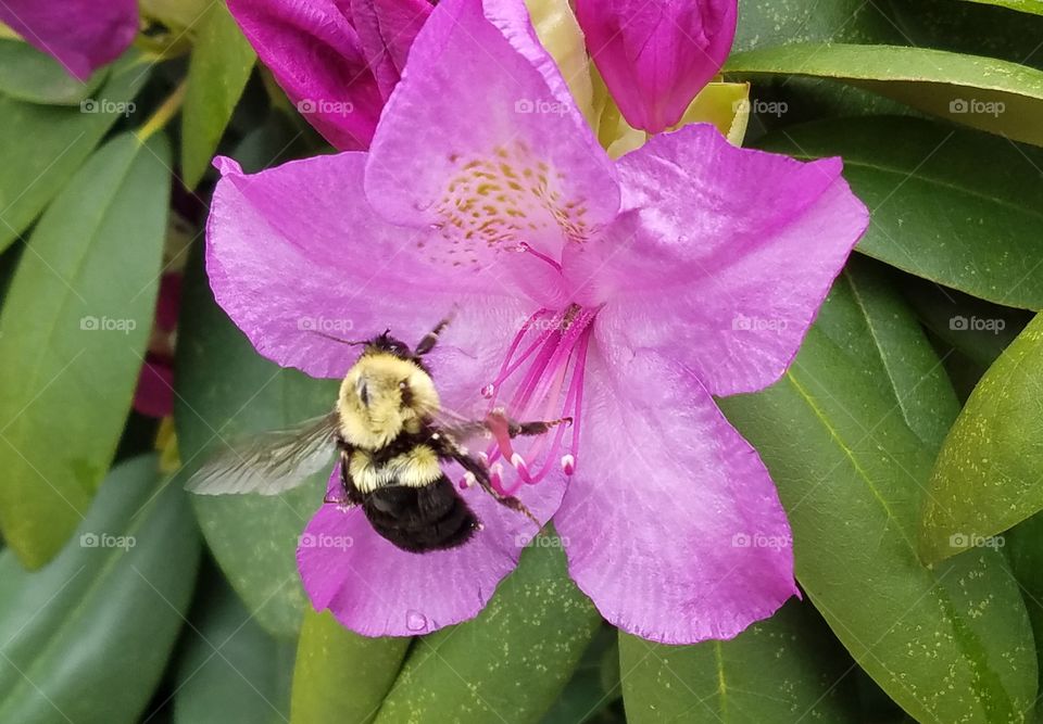 bumblebee looking for nectar in a Rhododendron bush