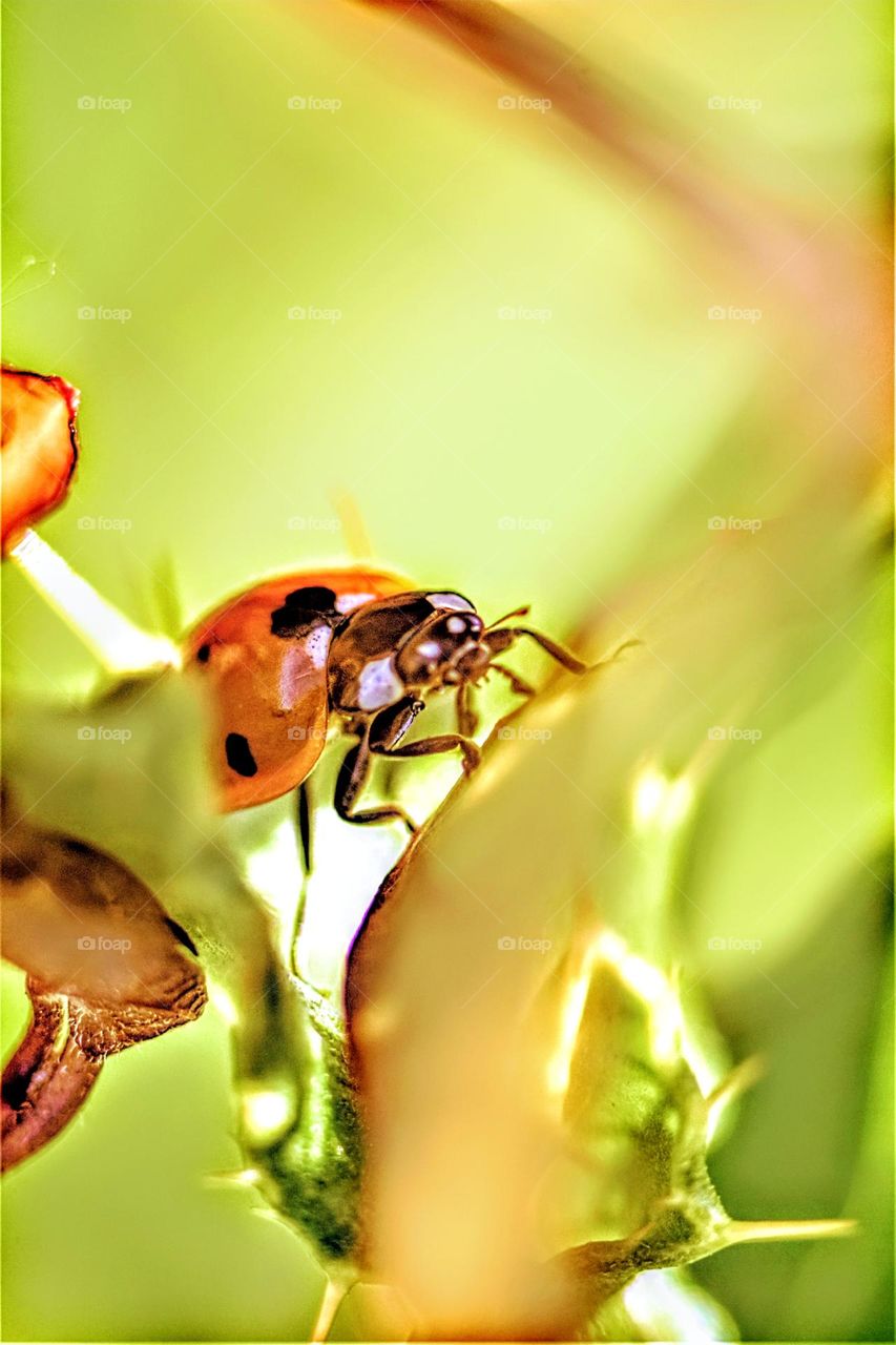 ladybug hiding in a plant with bright green and yellow colors macro close up picture