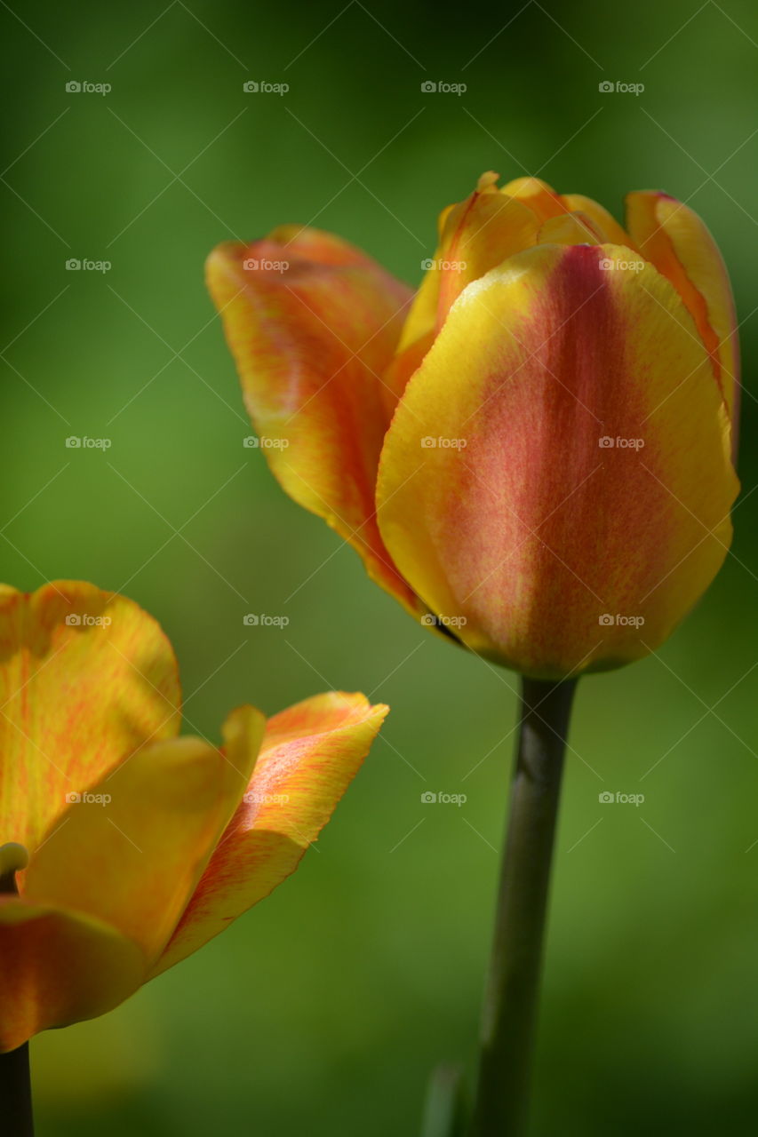 Tulip