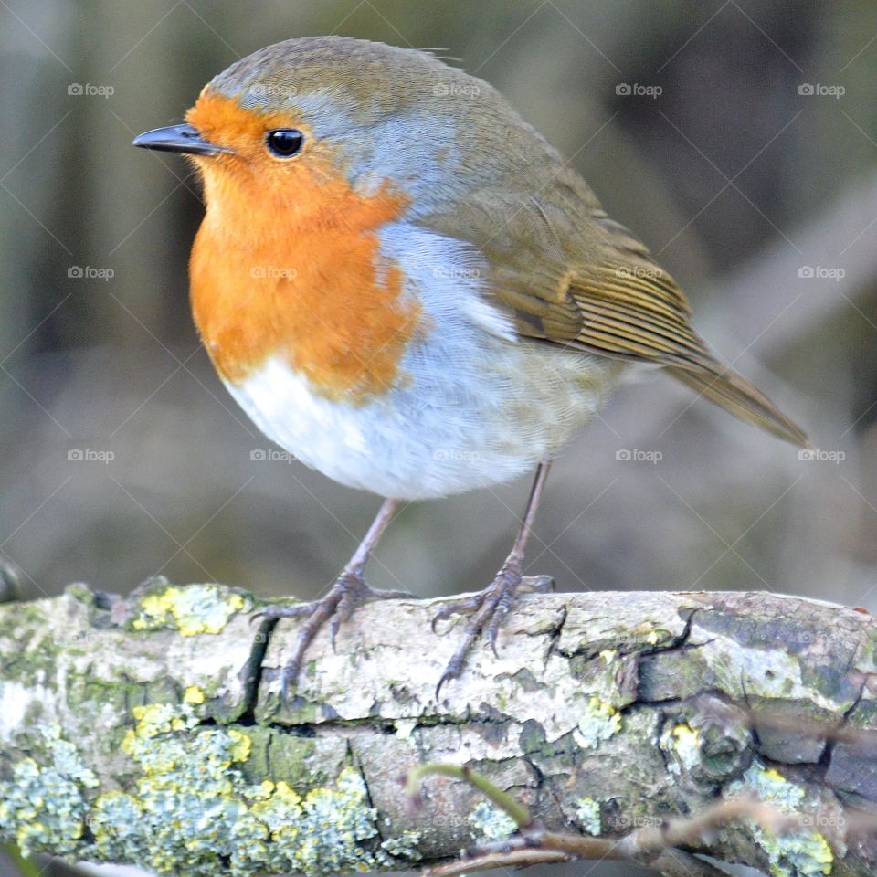 European Robin perched on tree branch