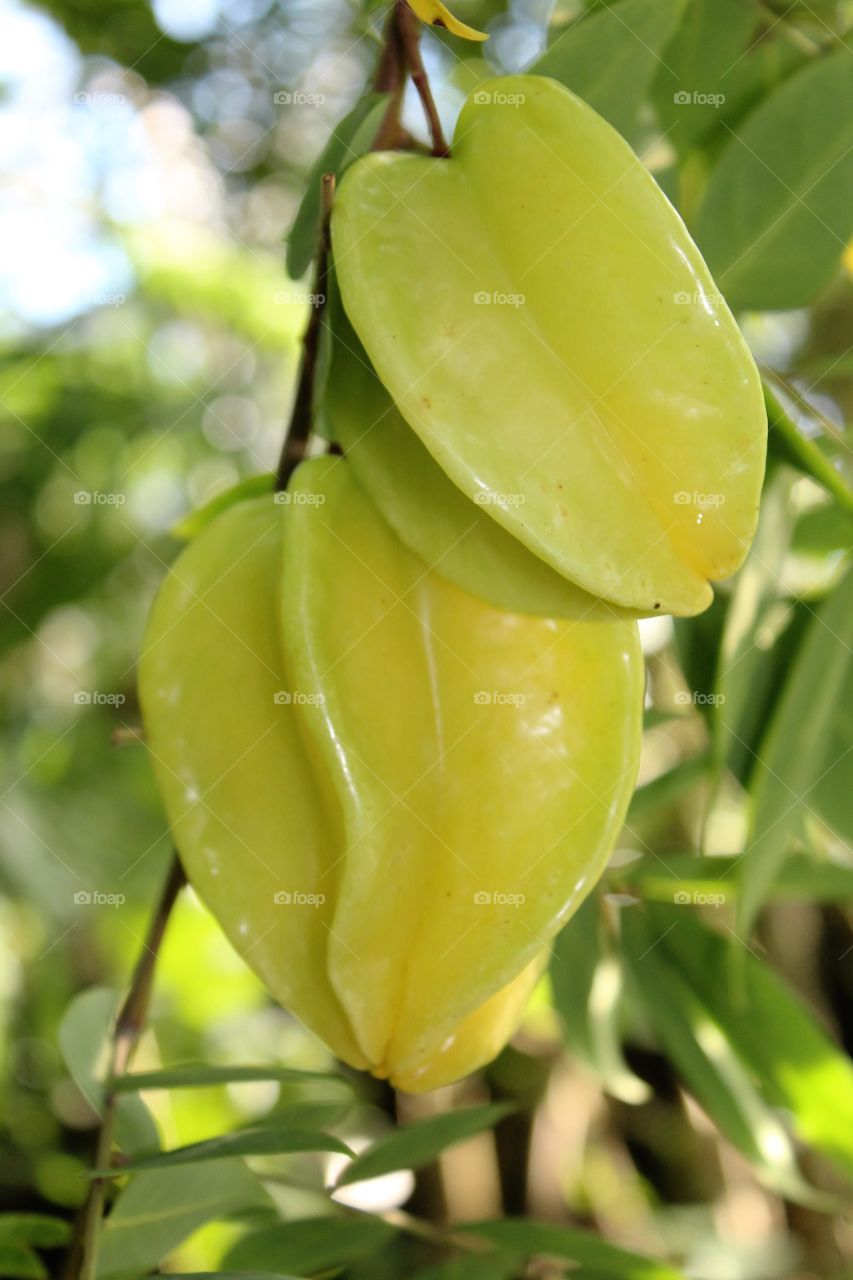 Star fruit 