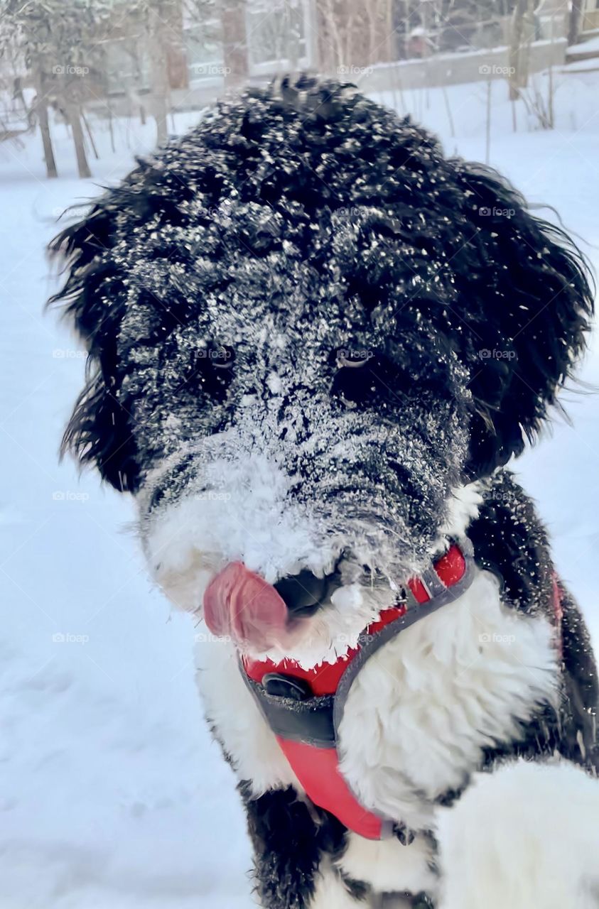 Frosty dog.