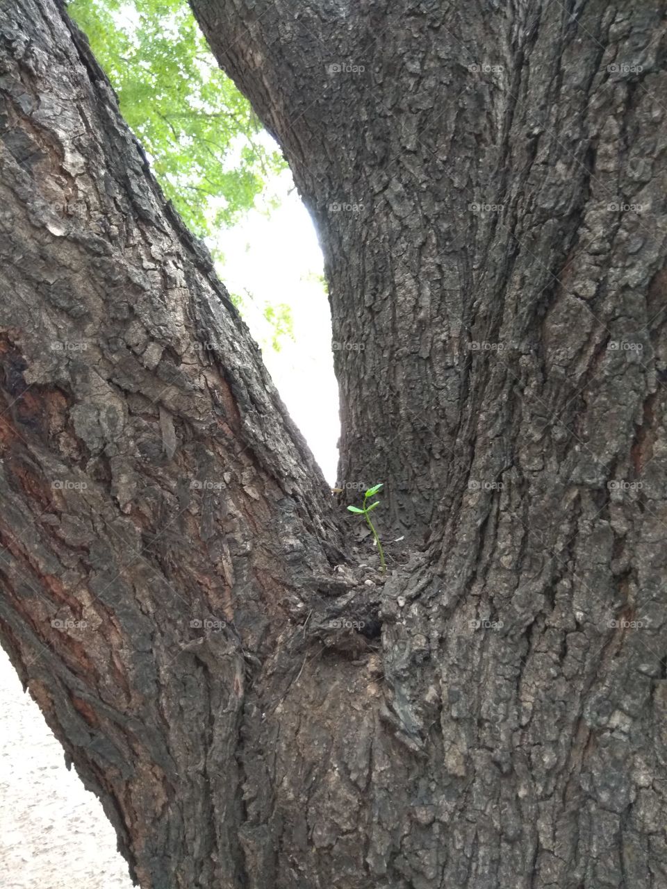 growth between the branches of the trees