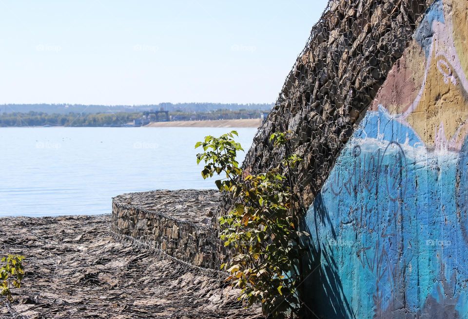 A tree grew on a lined stone on the bank of a river