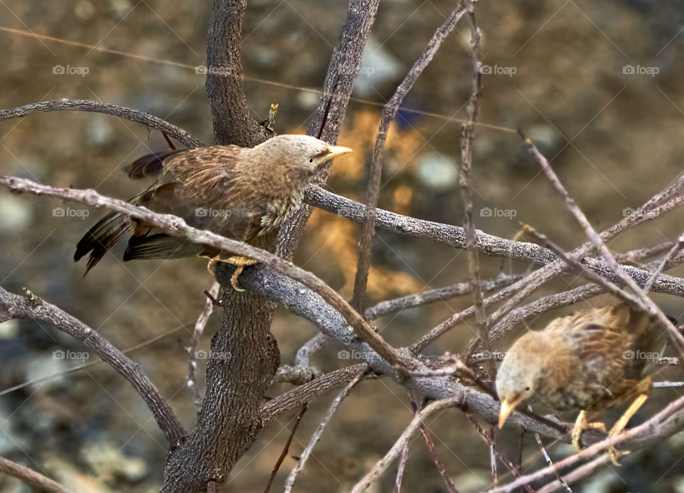 Bird photography - Yellow billed babbler - Morning perch