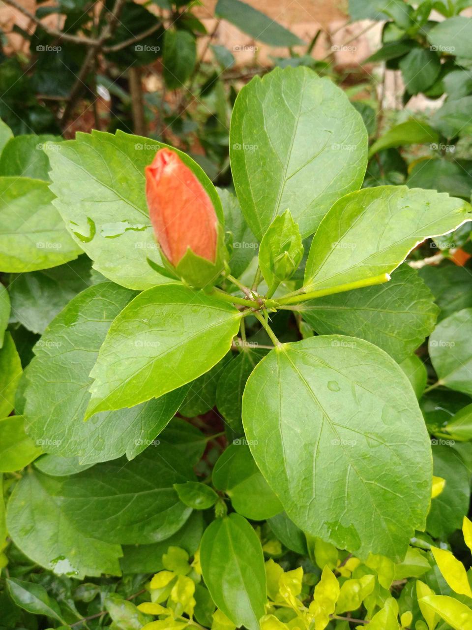 orange hibiscus bud