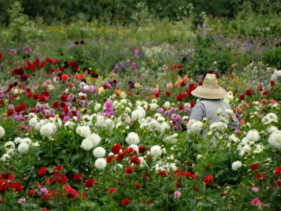 Woman In Her Garden Of Wildflowers 