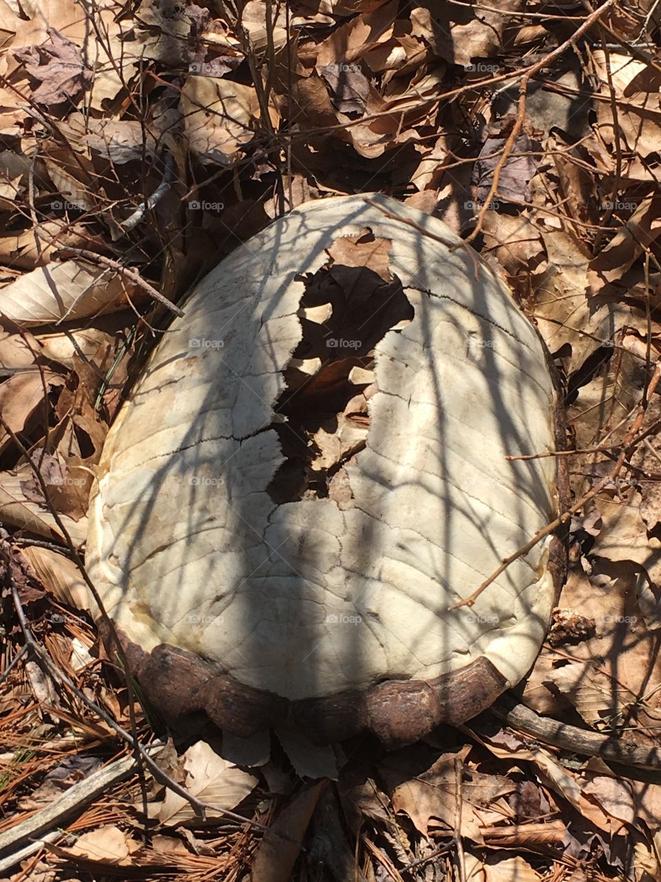 Turtle shell 