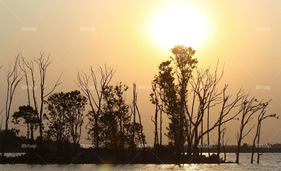 A golden yellow sunset.