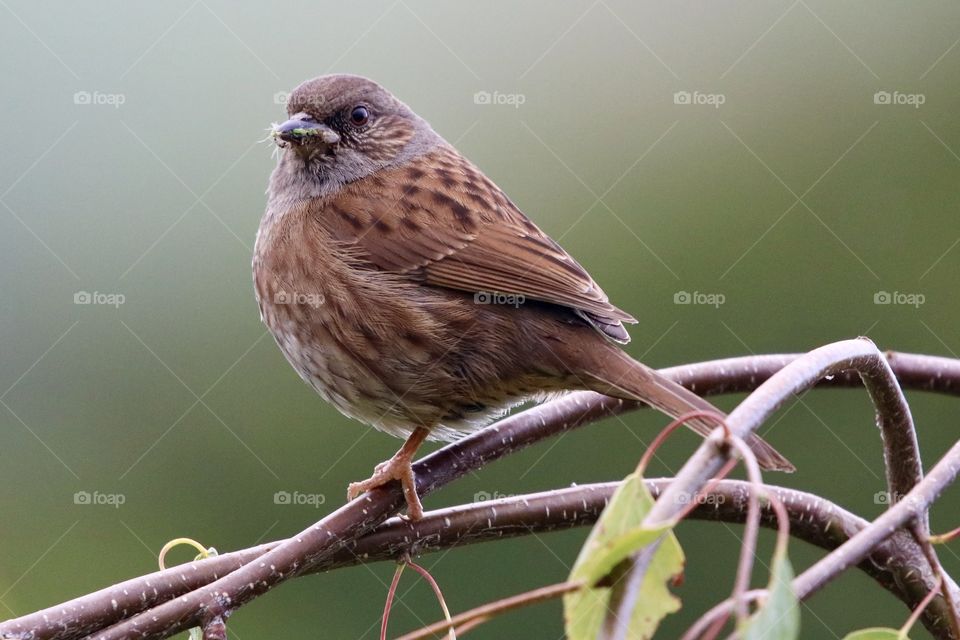 Dunnock