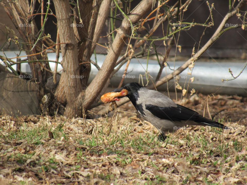 ворон с куриной ногой