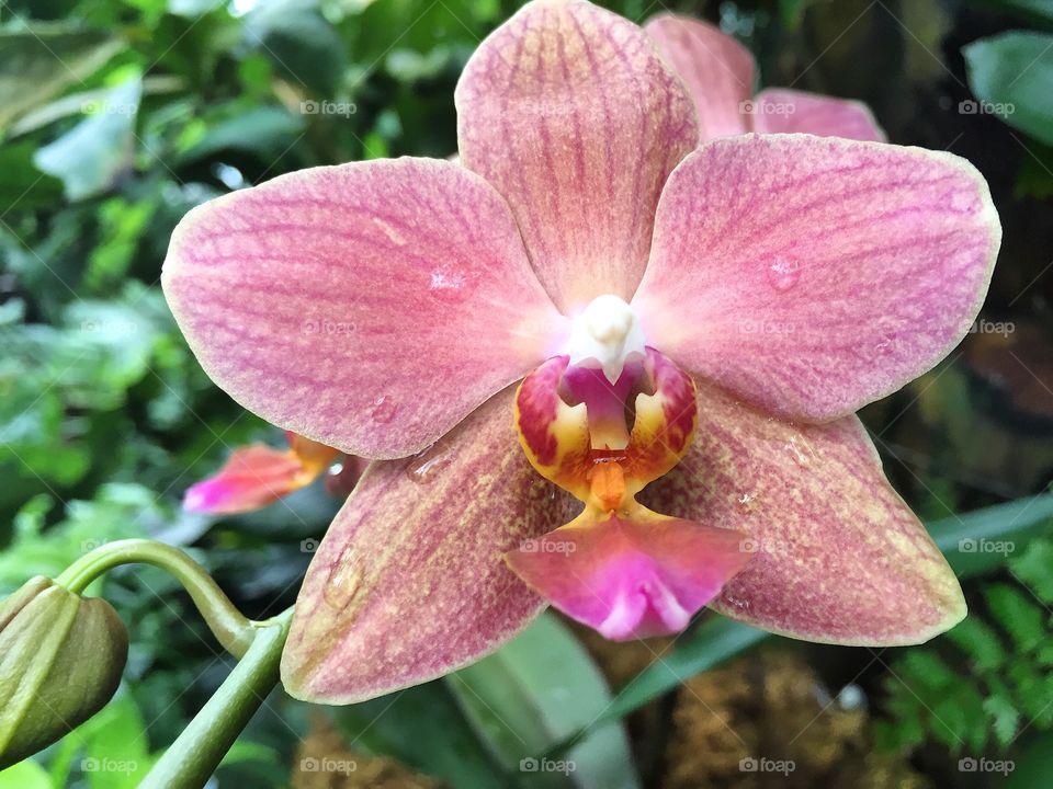 Pink orchid 3
