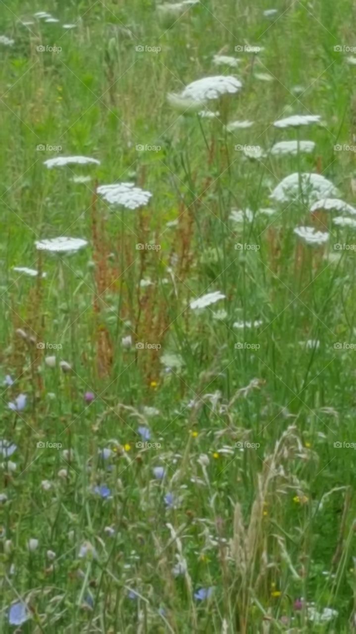 Nature, Flower, Grass, Flora, Hayfield