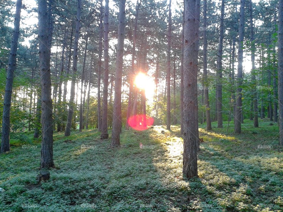 Morning sun in the wood.