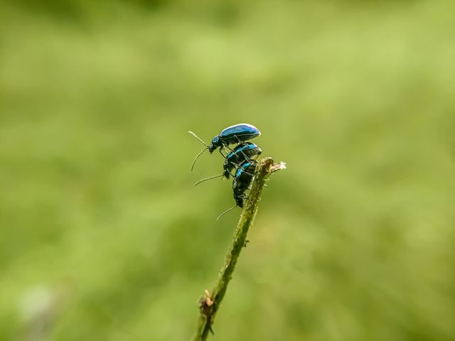 Blue beetle on a wooden branch.
