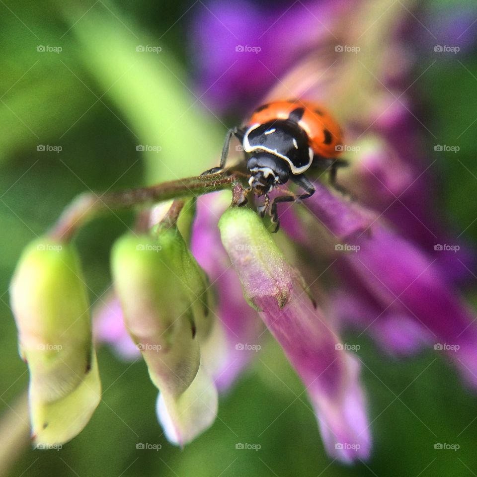 Mr. Ladybug. Ladybug on purple weed flowers. 