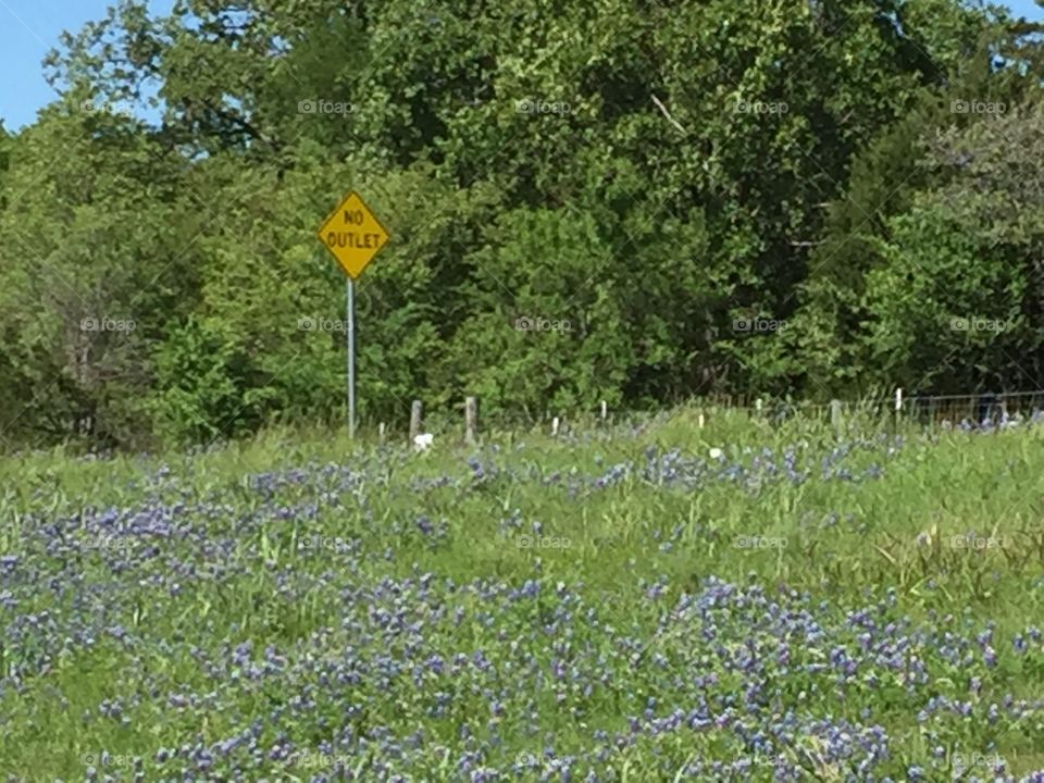 Texas Bluebonnets