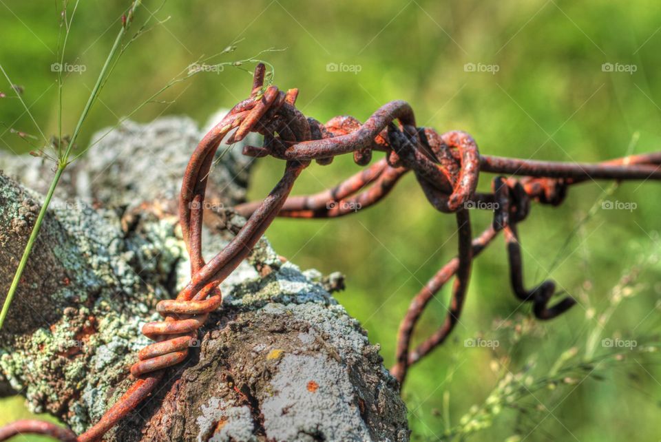 Barb Wire