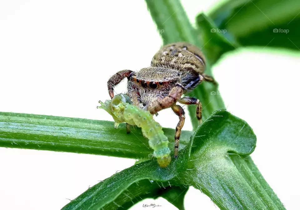 Hunter