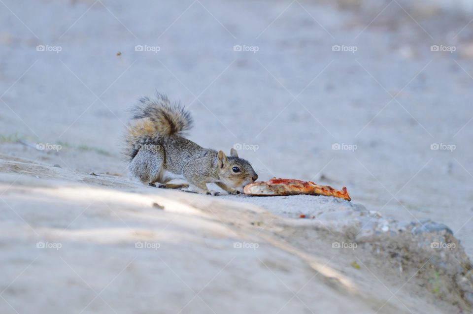 taking a bite of pizza left on the ground