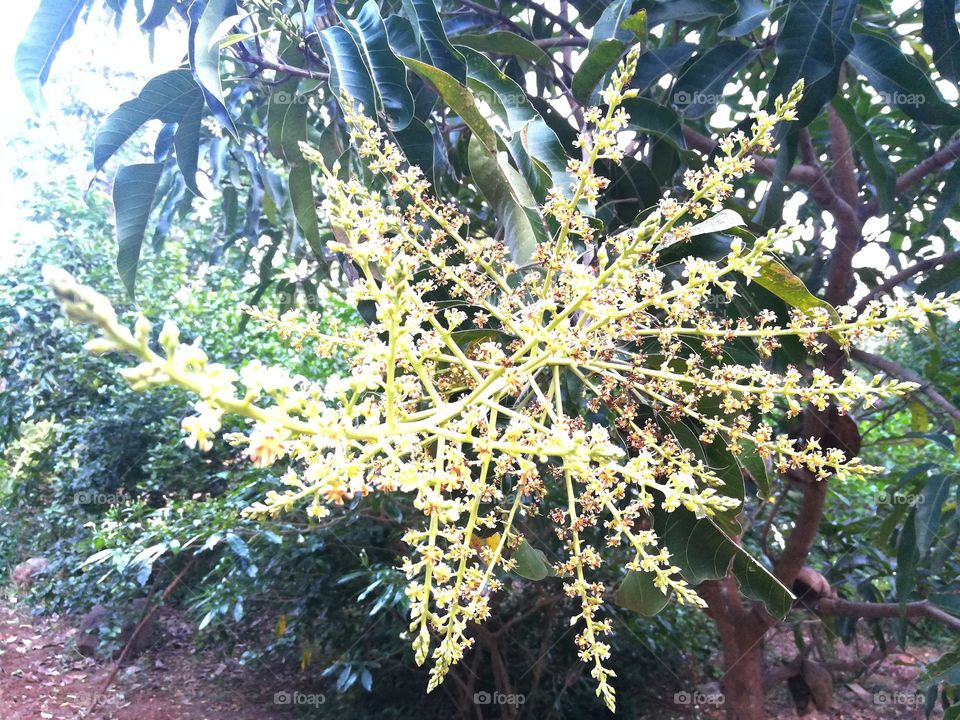 mango flower